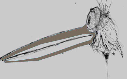 MAYA建模教程:MAYA鳥(niǎo)類(lèi)建模